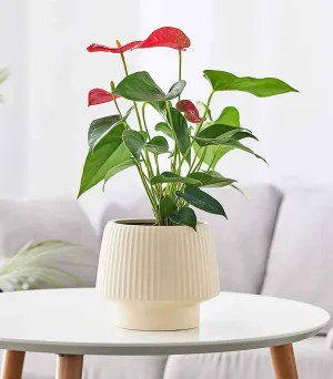 Modern Synth Ceramic Planter - Soft Cream Ivory